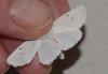 Spilosoma urticae